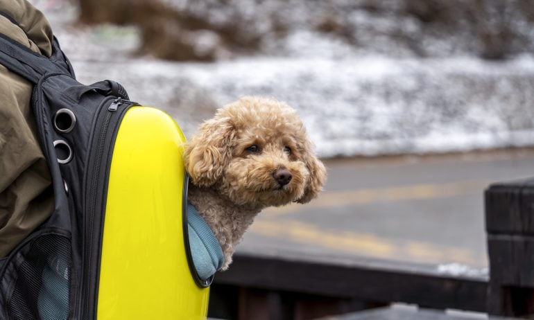 The Guide to Traveling on Alaska With Pet Cargo