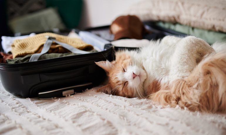 The Guide to Traveling on JetBlue with Pets