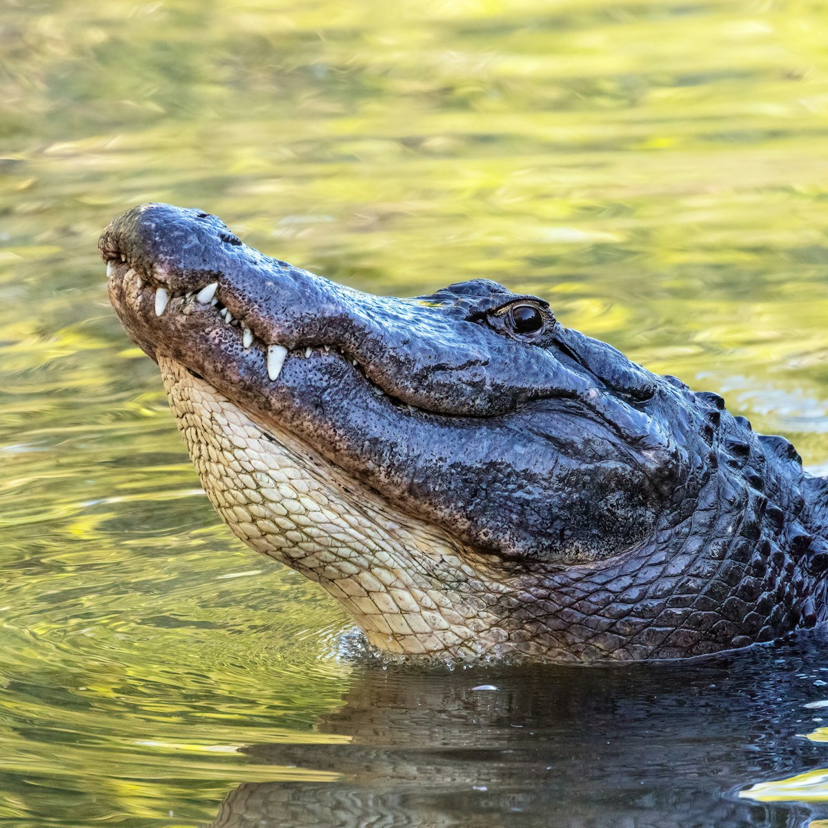 Alligator Farm Zoological Park